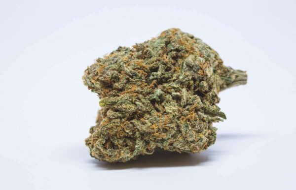 Cheese Cannabis Strain