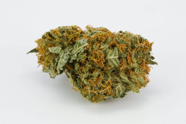 Poison Haze Marijuana Strain