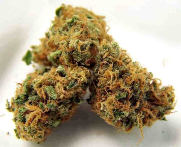 Tangerine Sunrise Marijuana Strain EU