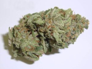 Williams Wonder Weed Strain